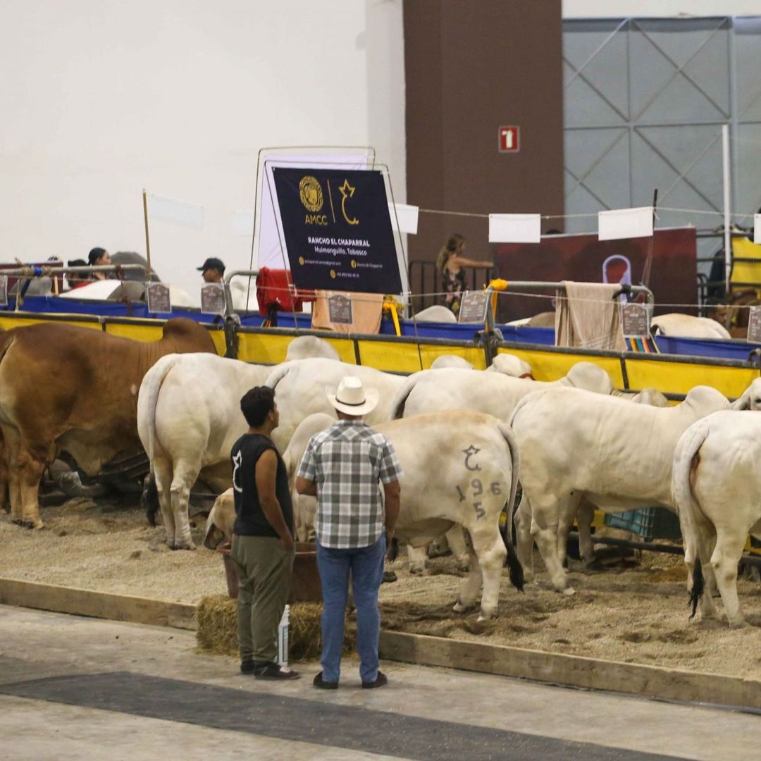 Sonora Vuelve a Exportar Ganado a EUA; Estación Agua Prieta-Douglas Inicia Operación